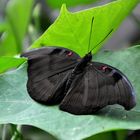 Exotischer Schmetterling ( 14 )