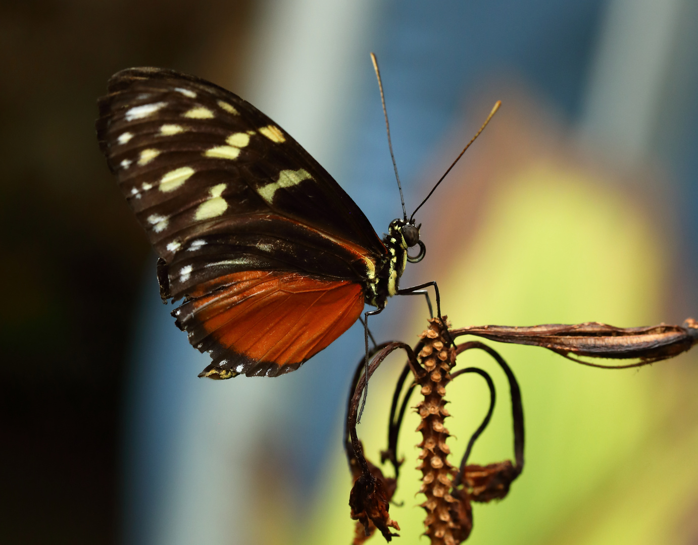 exotischer Schmetterling