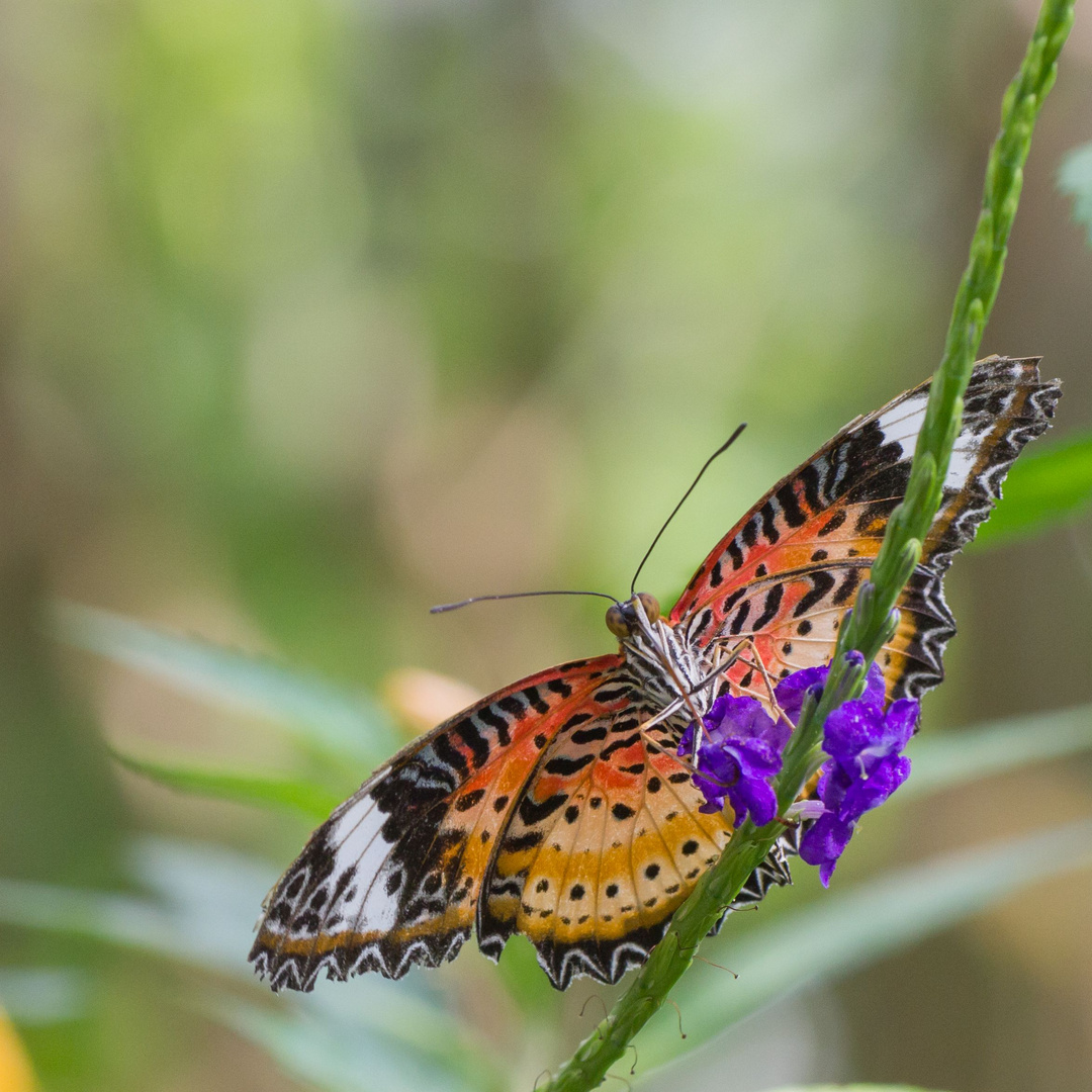 Exotischer Schmetterling