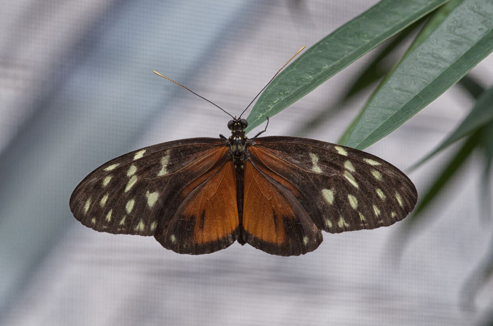 Exotischer Schmetterling