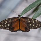 Exotischer Schmetterling