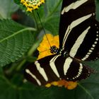 Exotischer Schmetterling 2