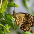 Exotischer Schmetterling