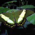 Exotischer Schmetterling