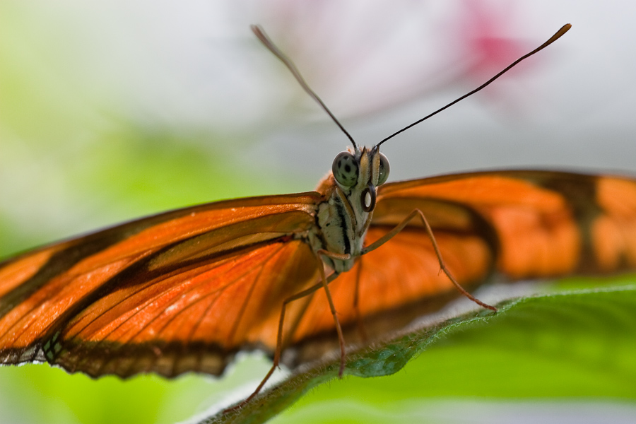 exotischer Schmetterling