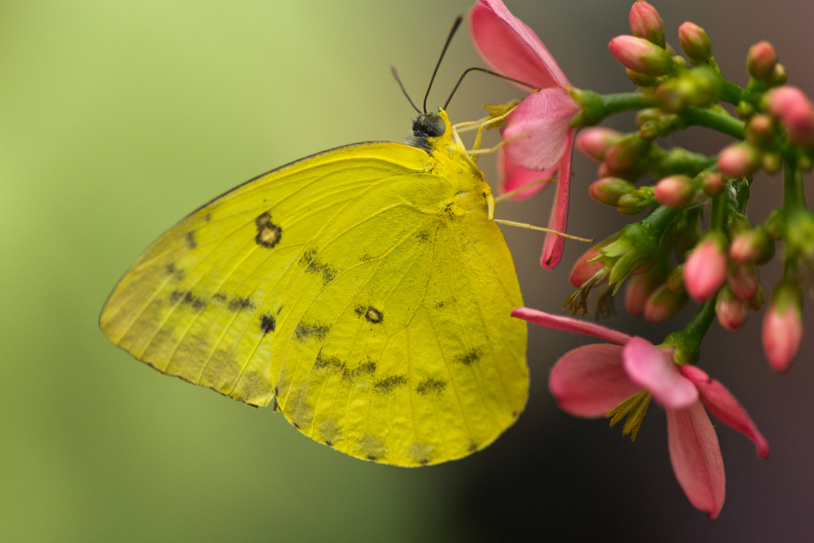 Exotischer Schmetterling