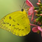 Exotischer Schmetterling