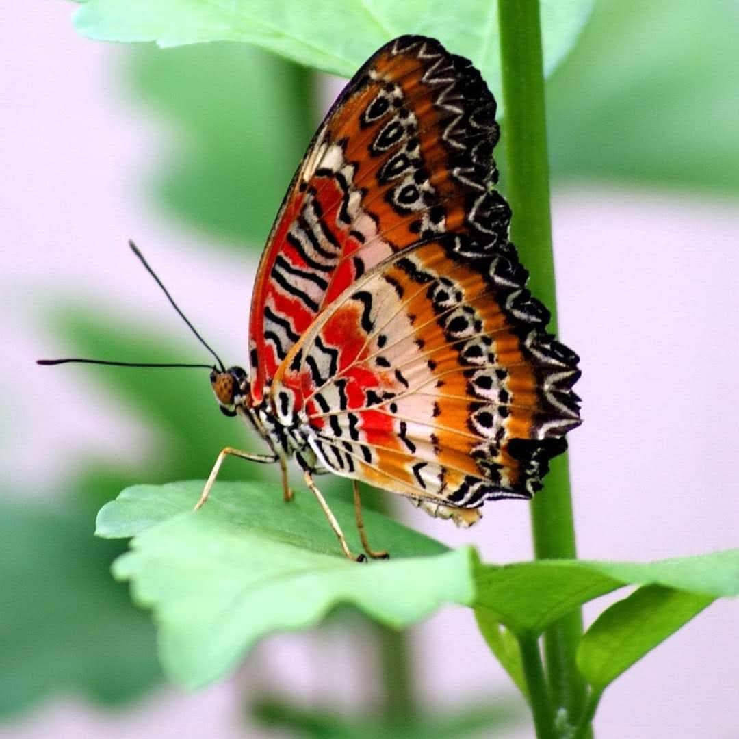Exotischer Schmetterling