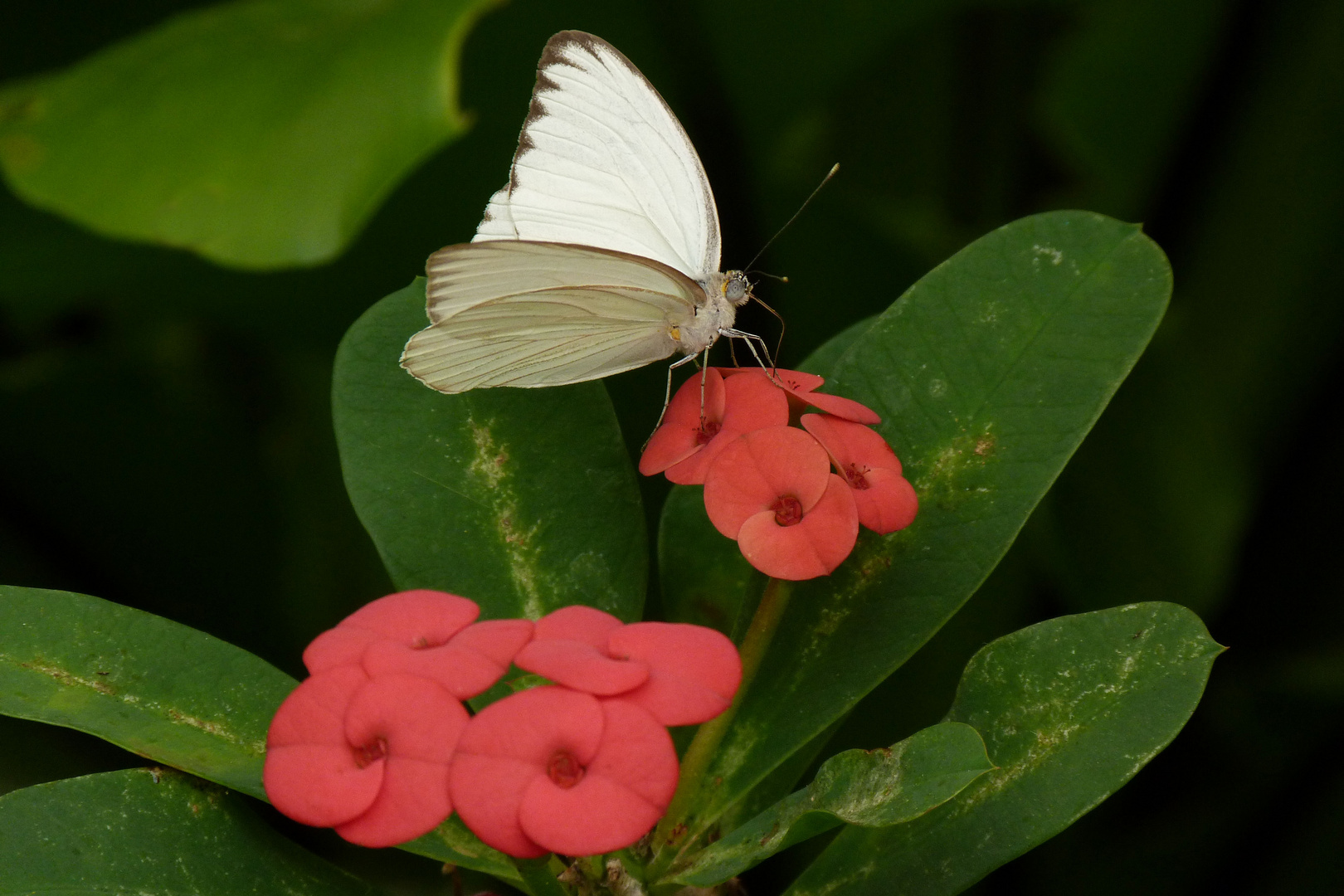 Exotischer Schmetterling (Ascia limona)