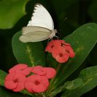 Exotischer Schmetterling (Ascia limona)