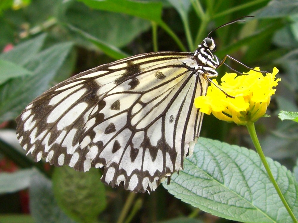 Exotischer Schmetterling auf einer Blume