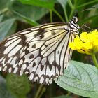 Exotischer Schmetterling auf einer Blume