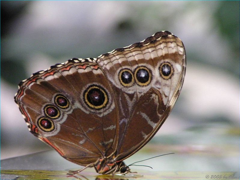 exotischer Schmetterling aus dem Schmetterlingshaus