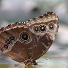 exotischer Schmetterling aus dem Schmetterlingshaus