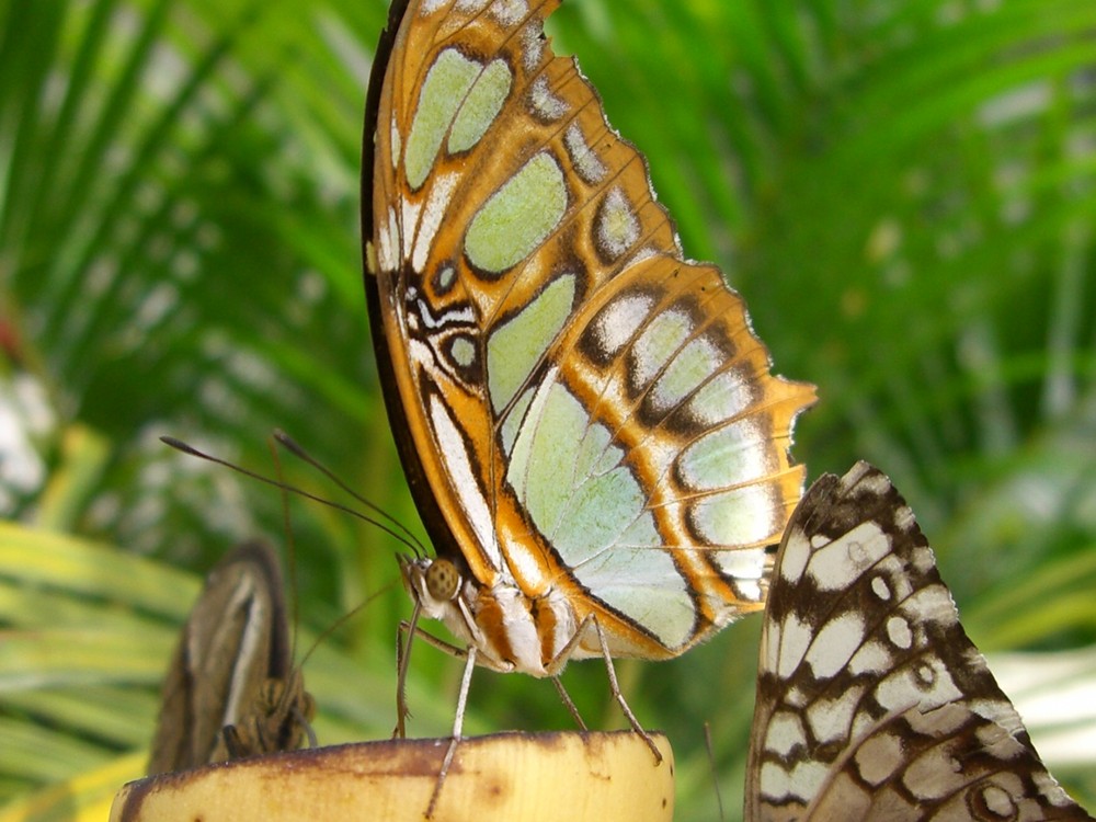 exotischer Schmetterling bei der Nahrungsaufnahme