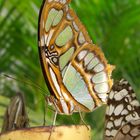exotischer Schmetterling bei der Nahrungsaufnahme