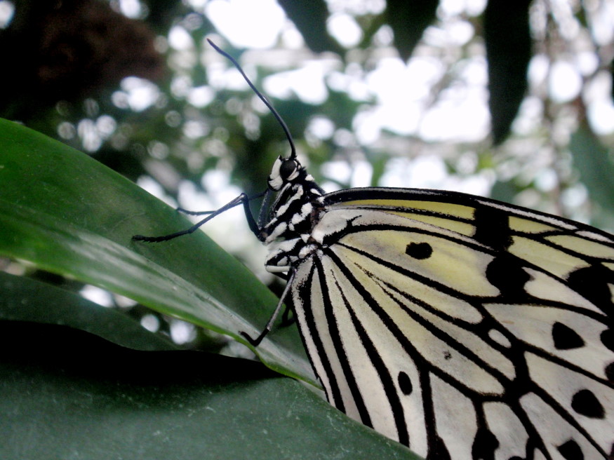 Exotischer Schmetterling