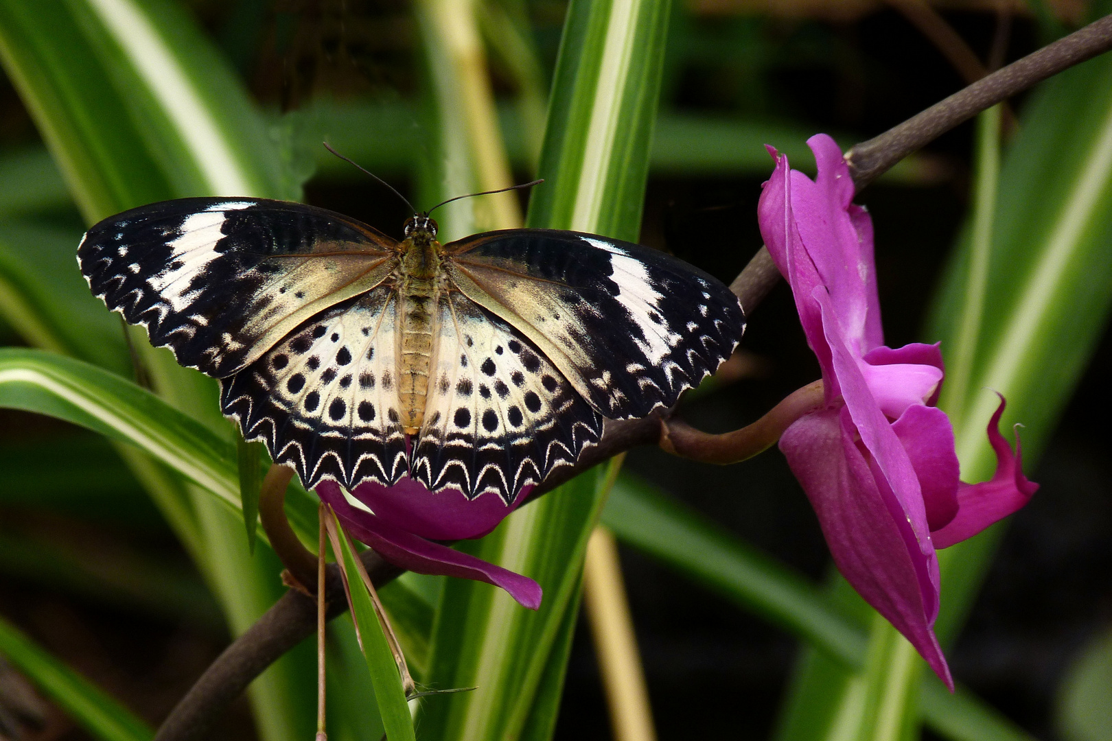 Exotischer Schmetterling (Cethosia cyane)