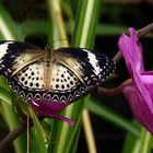 Exotischer Schmetterling (Cethosia cyane)