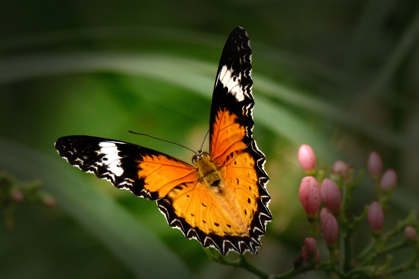 Exotischer Schmetterling (Danaus chrysippus)