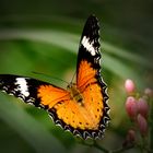 Exotischer Schmetterling (Danaus chrysippus)