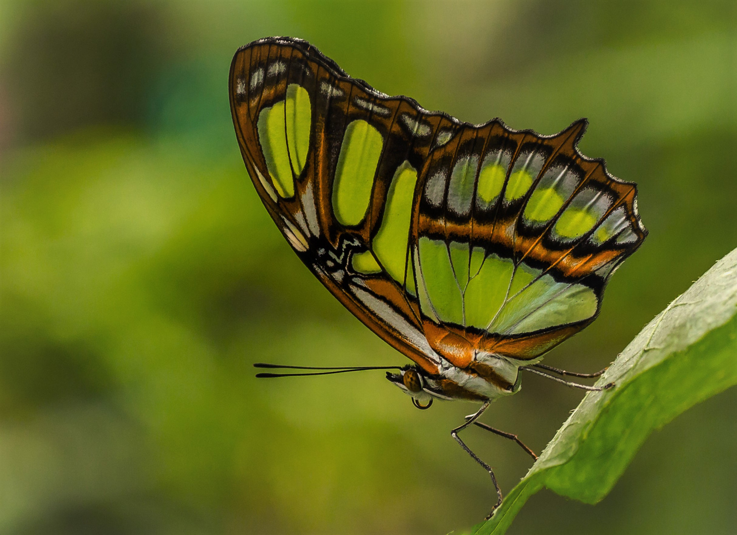 Exotischer Schmetterling 