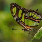 Exotischer Schmetterling 