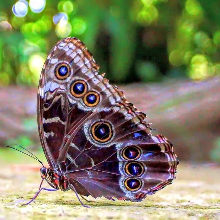 Exotischer Schmetterling