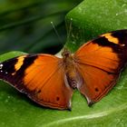 Exotischer Schmetterling (Garten der Schmetterlinge Bendorf-Sayn)