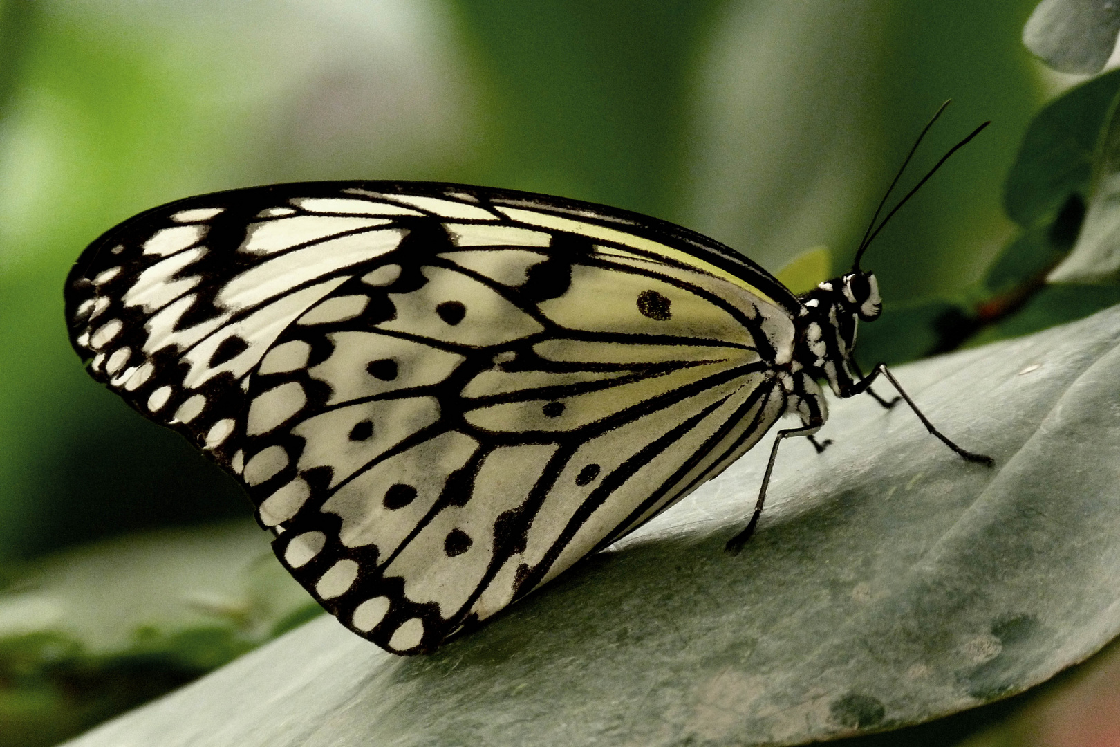 Exotischer Schmetterling (Idea leuconoe)