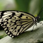 Exotischer Schmetterling (Idea leuconoe)