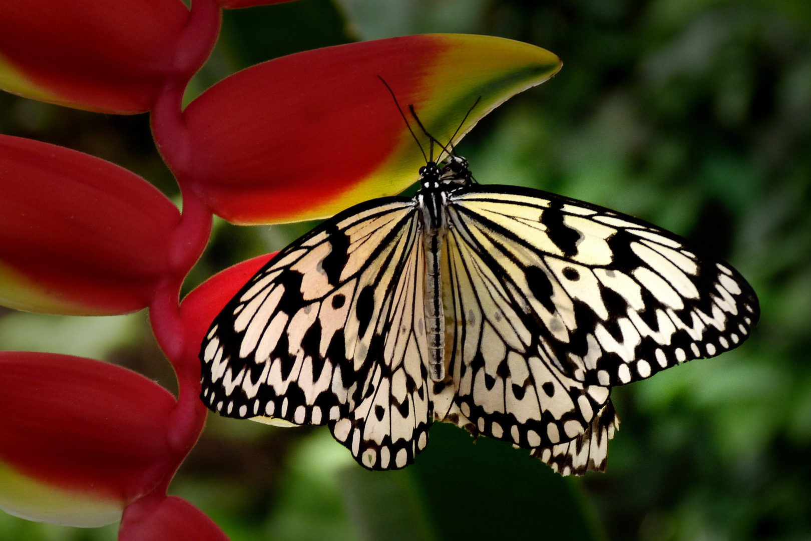 Exotischer Schmetterling (Idea leuconoe)