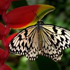 Exotischer Schmetterling (Idea leuconoe)