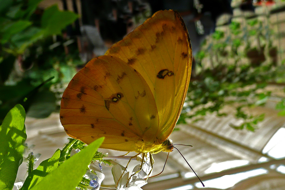 Exotischer Schmetterling im Garten der Schmetterlinge