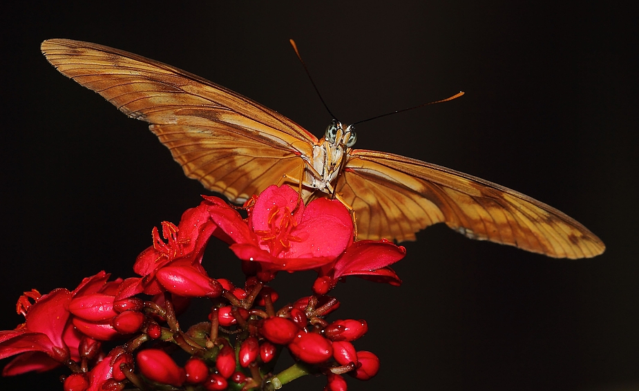 Exotischer Schmetterling im Manatihaus