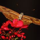 Exotischer Schmetterling im Manatihaus
