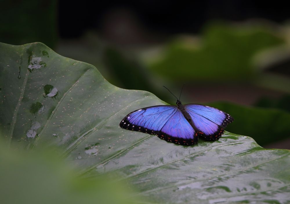 Exotischer Schmetterling im Papiliorama in Kerzers (CH)