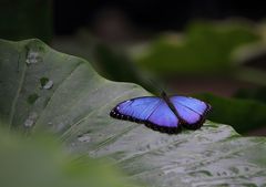 Exotischer Schmetterling im Papiliorama in Kerzers (CH)