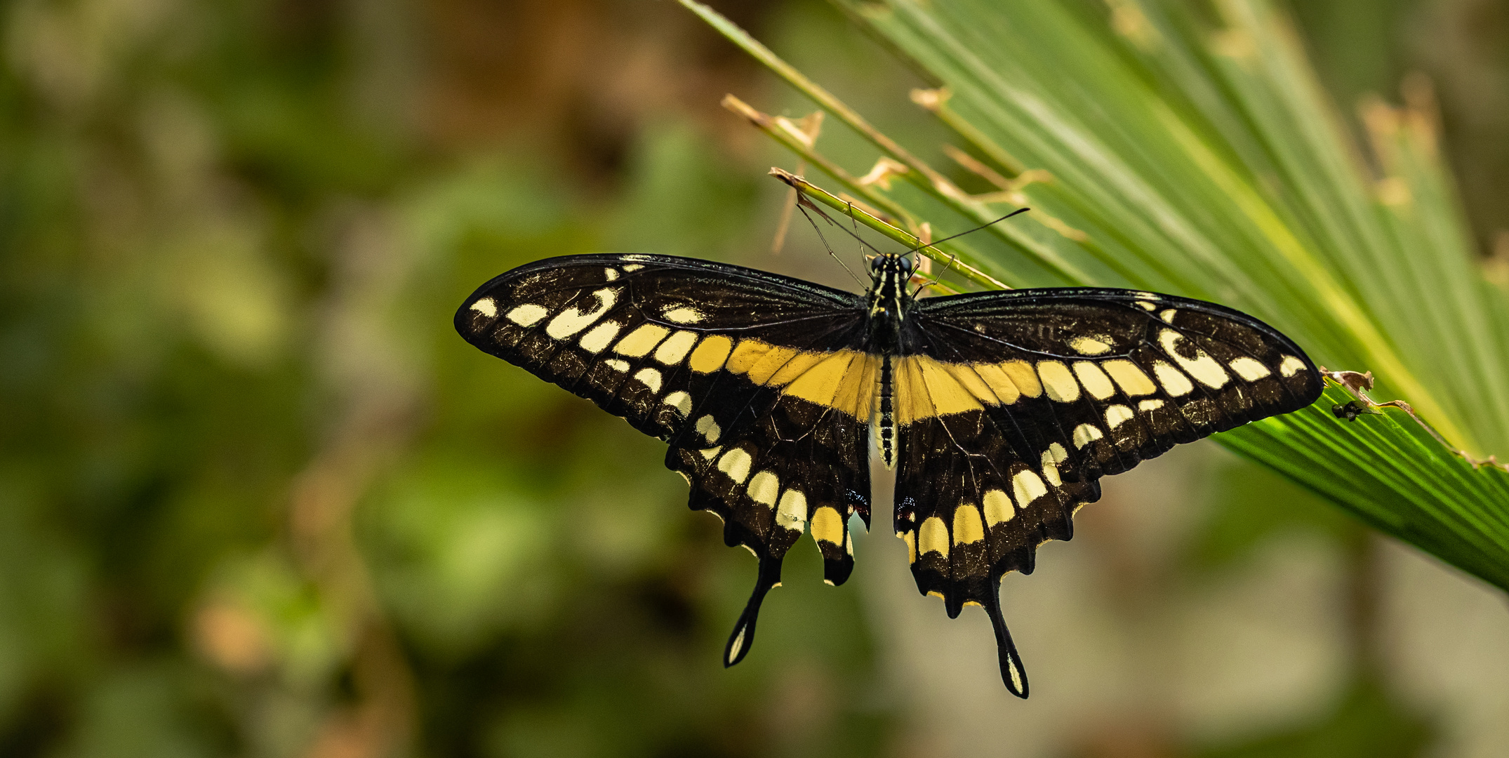 Exotischer Schmetterling ...Königsschwalbenschwanz....