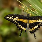 Exotischer Schmetterling ...Königsschwalbenschwanz....