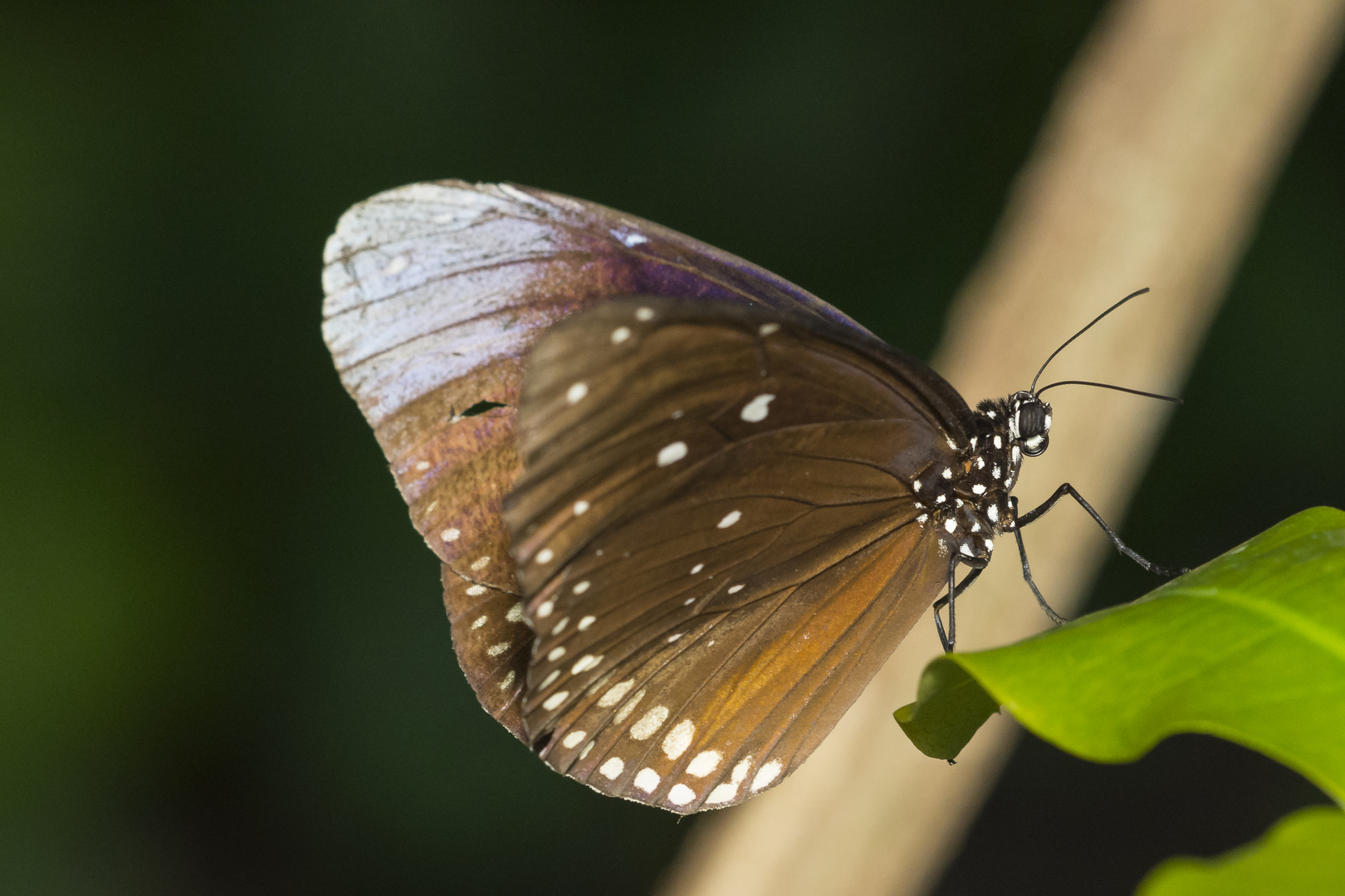 exotischer Schmetterling Luisenpark Mannheim