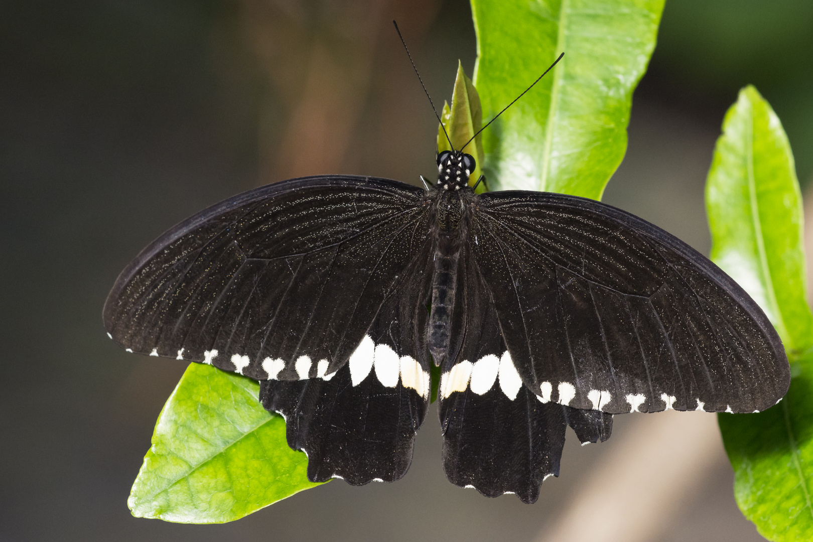 exotischer Schmetterling Luisenpark Mannheim