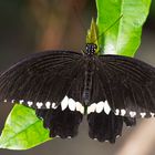 exotischer Schmetterling Luisenpark Mannheim