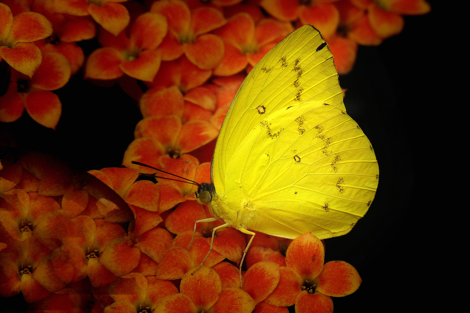 Exotischer Schmetterling (Phoebis senae)