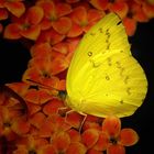 Exotischer Schmetterling (Phoebis senae)