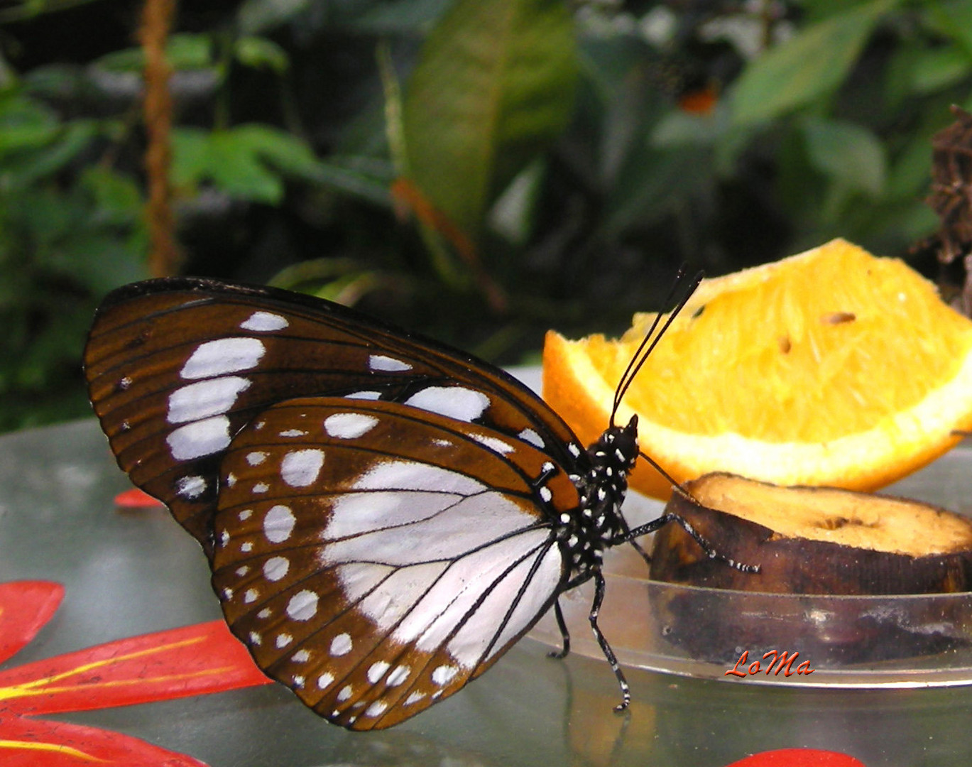 Exotischer Schmetterling (Polyura eudamippus)