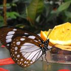 Exotischer Schmetterling (Polyura eudamippus)