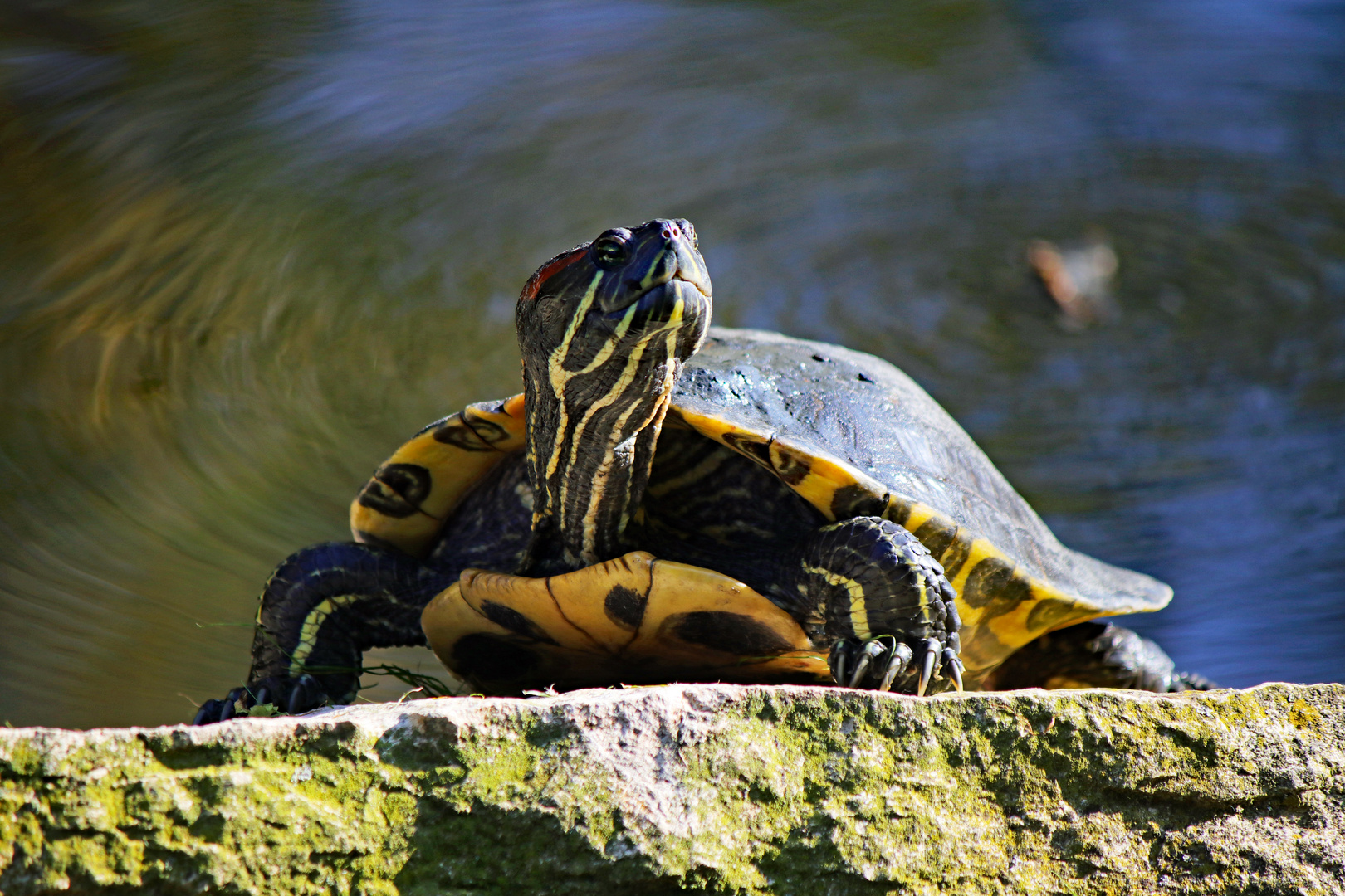 Exotischer Sonnenanbeter