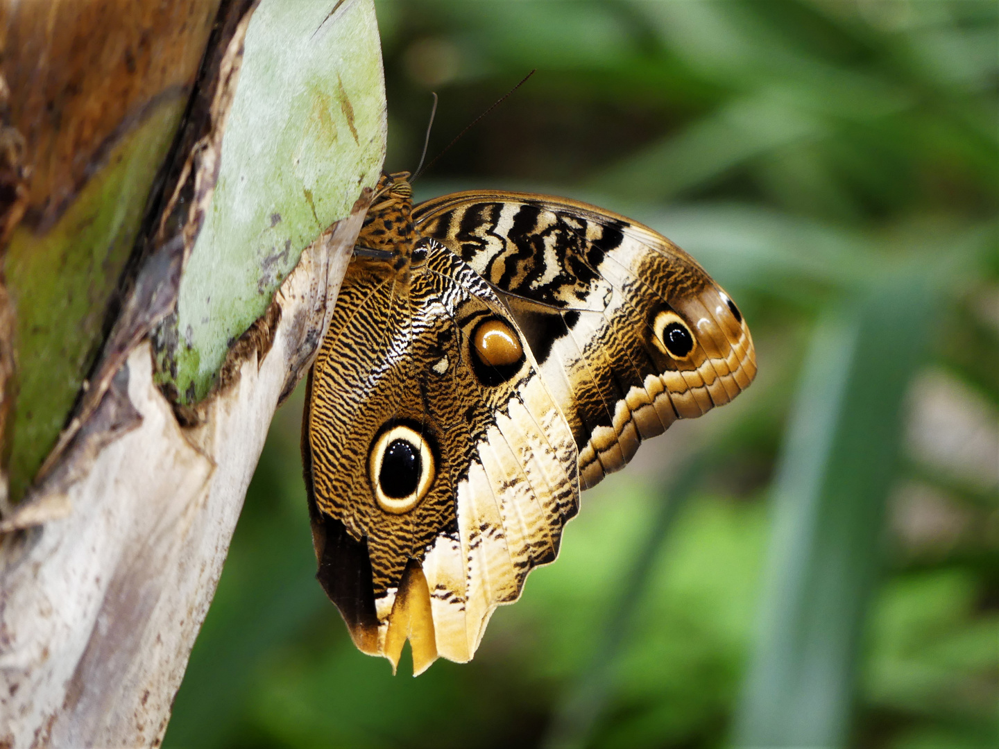 Exotischer Sonntagsfalter