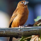 Exotischer Vogel